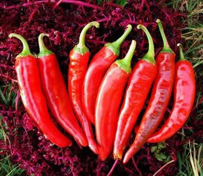 Chile Peppers